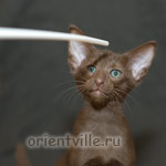 Orientville's Elisey Korolevich