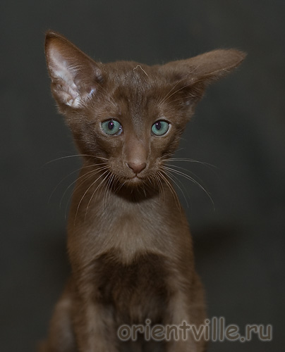 Orientville's Elisey Korolevich