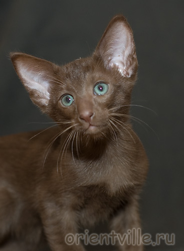 Orientville's Elisey Korolevich