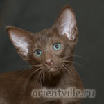 Orientville's Elisey Korolevich