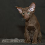 Ориентальный шоколадный котенок. Гавана
