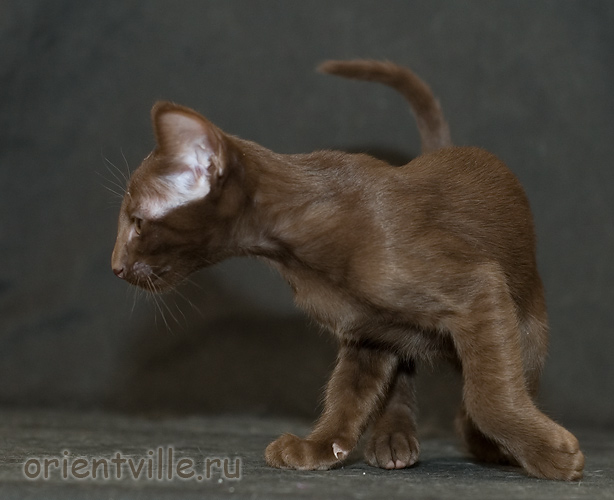 Orientville's Elizabeth Swann