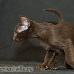 Orientville's Elizabeth Swann