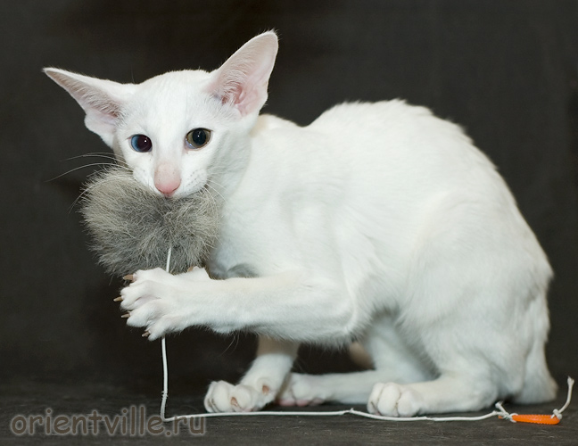 Orientville's Duncan MacLeod