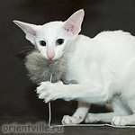 Orientville's Duncan MacLeod