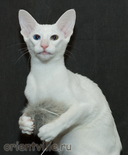 Orientville's Duncan MacLeod