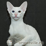 Orientville's Duncan MacLeod