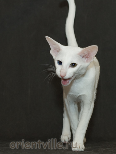 Orientville's Duncan MacLeod