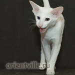 Orientville's Duncan MacLeod