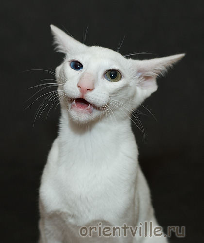 Orientville's Duncan MacLeod