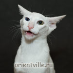 Orientville's Duncan MacLeod