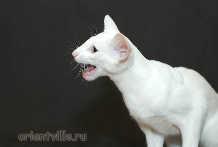 Orientville's Duncan MacLeod