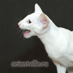 Orientville's Duncan MacLeod