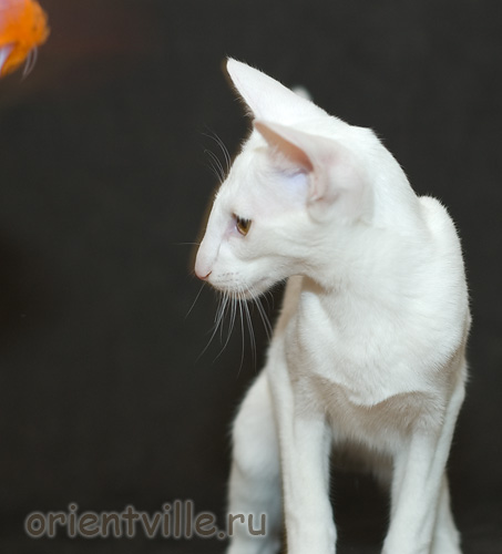 Orientville's Duncan MacLeod