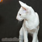 Orientville's Duncan MacLeod