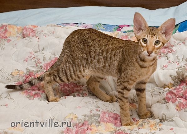 Zima Sueno de Pantera. 4 month