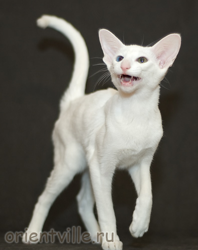 Orientville's Duncan MacLeod