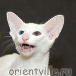 Orientville's Duncan MacLeod