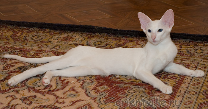 Orientville's Dolly Levi