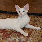 Orientville's Dolly Levi