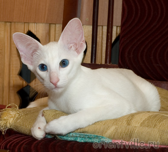 Orientville's Dolly Levi