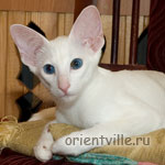 Orientville's Dolly Levi