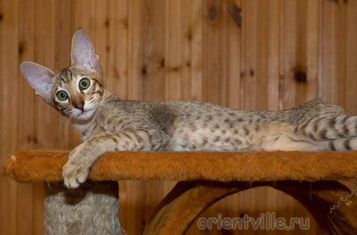 Orientville's Dulsineya