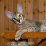 Orientville's Dulsineya