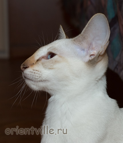 Orientville's Cap. Sao Feng