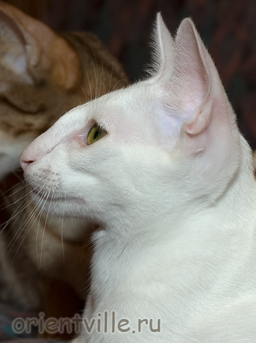 Orientville's Dunstun Torn