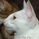 Orientville's Dunstun Torn