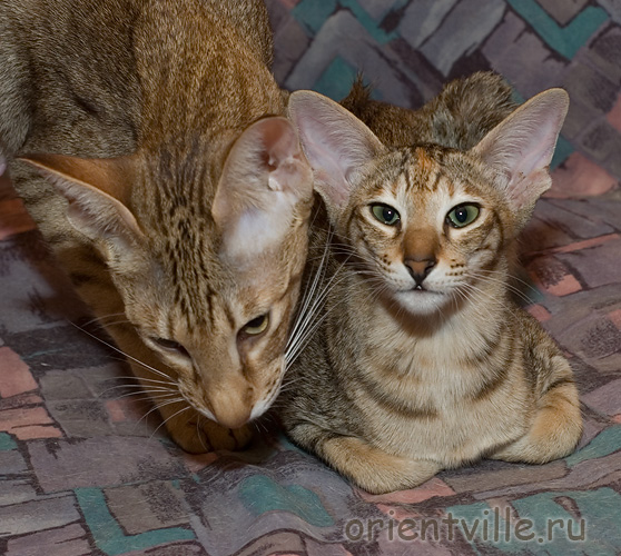 Orientville's Dylan Sanders