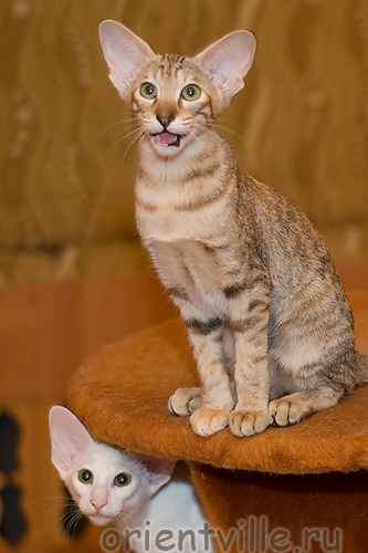 Orientville's Diva Plavalaguna and Dana Scully