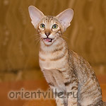 Ориентальный котенок