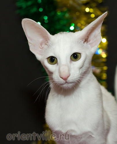 Orientville's Dana Scully