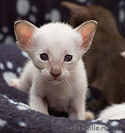 Orientville's Asterix