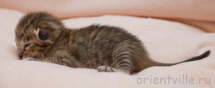 Черепашкин