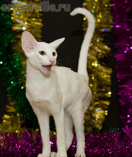 Orientville's Dana Scully