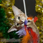 Ориентальный котенок