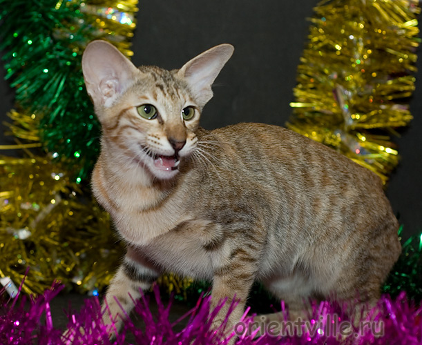 Orientville's Diva Plavalaguna