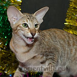 Orientville's Diva Plavalaguna