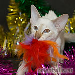 Orientville's Cap. Sao Feng