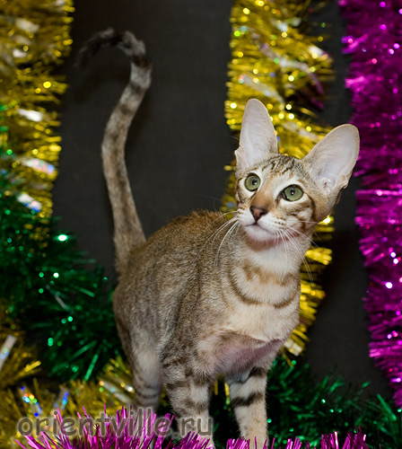 Orientville's Dulsineya