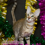 Ориентальный котенок