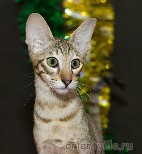 Orientville's Dulsineya