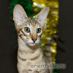 Orientville's Dulsineya