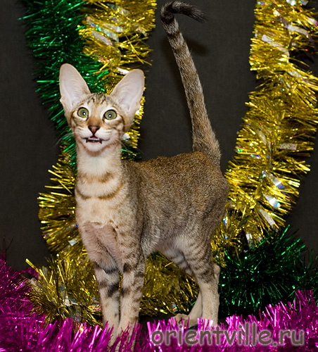 Orientville's Dulsineya