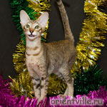 Orientville's Dulsineya