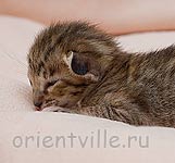 Черепашкин