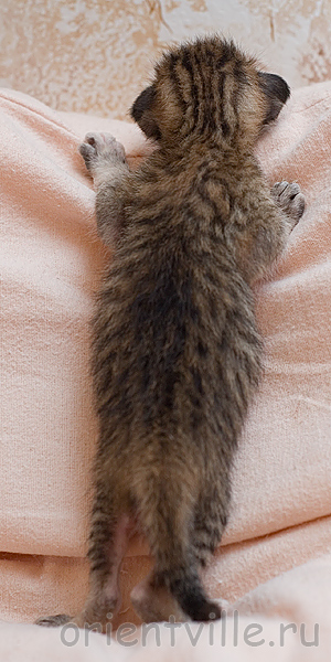 Черепашкин